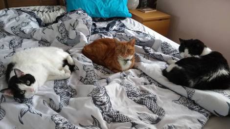 22853086_1979822115608465_2000617189434012596_n